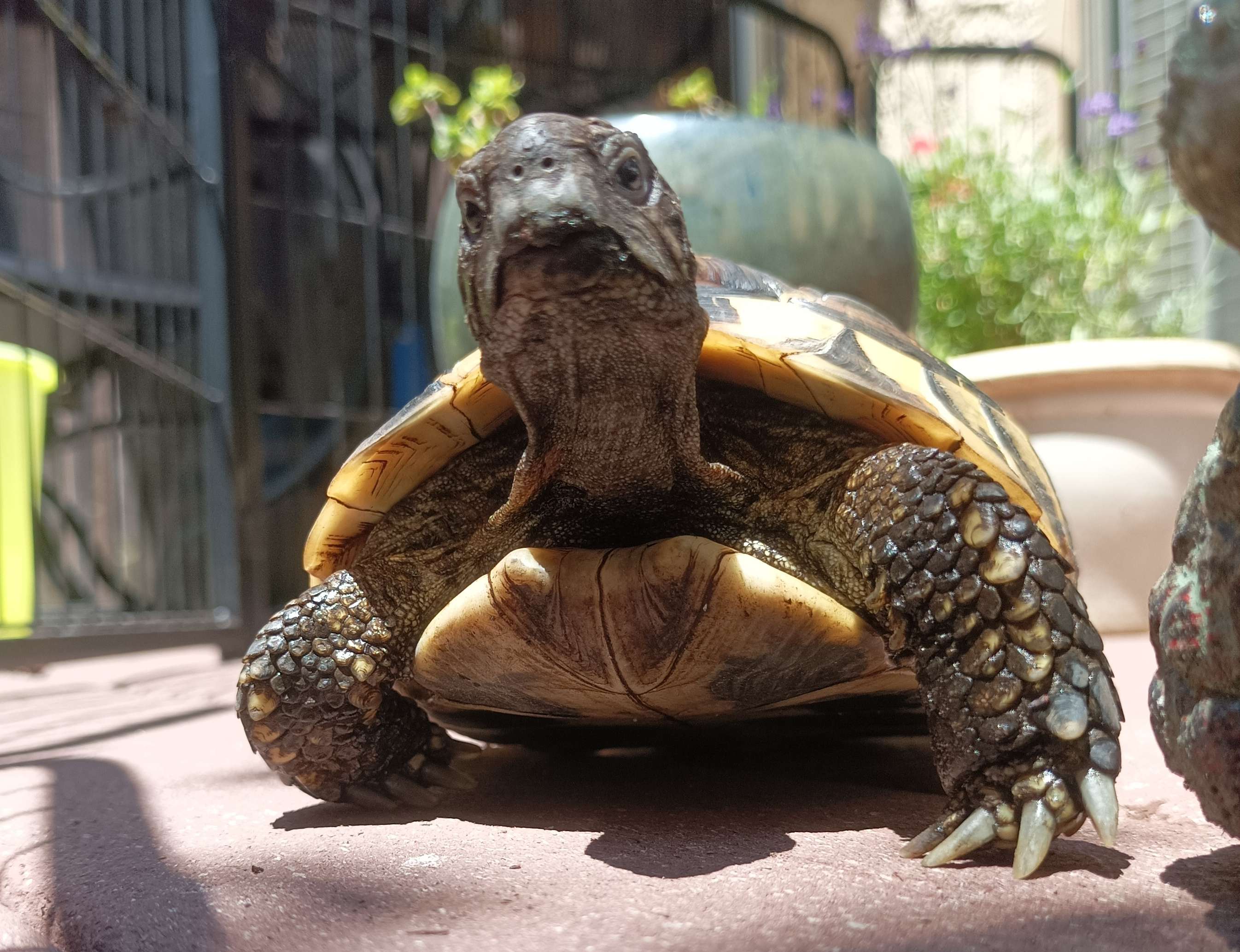 Photo of a hermann's tortoise